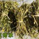 苏州成人英语线下半岛在线登录手机版登