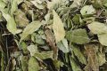 半岛在线登录